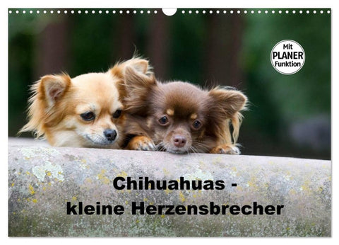 Chihuahuas - kleine Herzensbrecher (Wandkalender 2026 DIN A3 quer), CALVENDO Monatskalender