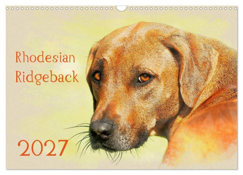 Rhodesian Ridgeback 2027 (Wandkalender 2027 DIN A3 quer), CALVENDO Monatskalender
