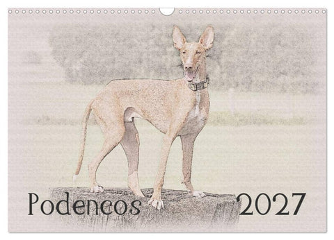 Podencos 2027 (Wandkalender 2027 DIN A3 quer), CALVENDO Monatskalender