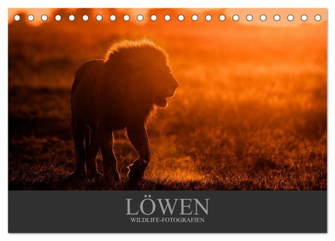 Löwen Wildlife-Fotografien (Tischkalender 2027 DIN A5 quer), CALVENDO Monatskalender