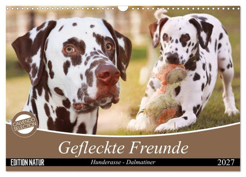 Gefleckte Freunde - Hunderasse Dalmatiner (Wandkalender 2027 DIN A3 quer), CALVENDO Monatskalender