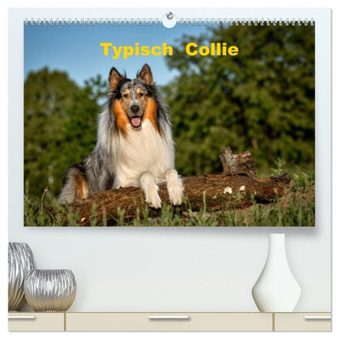 Typisch Collie (hochwertiger Premium Wandkalender 2027 DIN A2 quer), Kunstdruck in Hochglanz