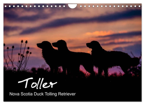 Toller - Nova Scotia Duck Tolling Retriever (Wandkalender 2026 DIN A4 quer), CALVENDO Monatskalender