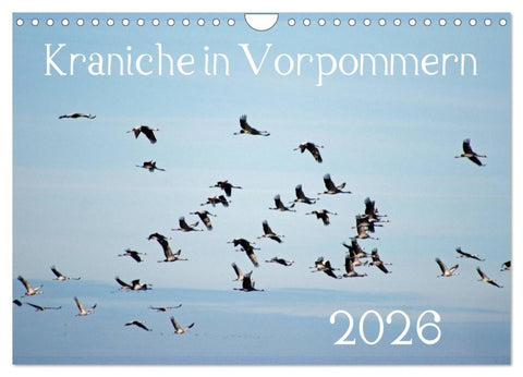 Kraniche in Vorpommern (Wandkalender 2026 DIN A4 quer), CALVENDO Monatskalender