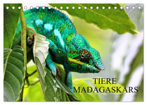 Tiere Madagaskars (Tischkalender 2026 DIN A5 quer), CALVENDO Monatskalender
