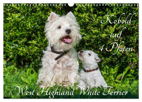 Kobold auf 4 Pfoten - West Highland White Terrier (Wandkalender 2027 DIN A3 quer), CALVENDO Monatskalender