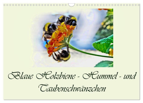 Blaue Holzbiene - Hummel - und Taubenschwänzchen. (Wandkalender 2026 DIN A3 quer), CALVENDO Monatskalender