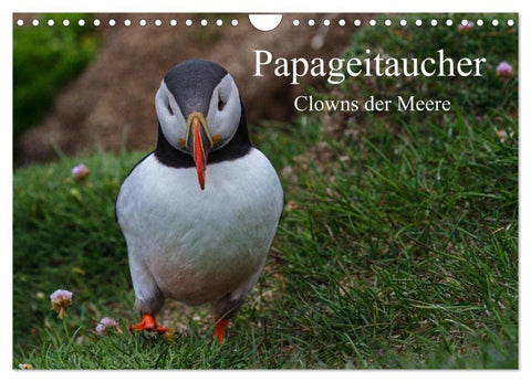 Papageitaucher Clowns der Meere (Wandkalender 2027 DIN A4 quer), CALVENDO Monatskalender