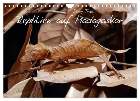 Reptilien auf Madagaskar (Wandkalender 2026 DIN A4 quer), CALVENDO Monatskalender