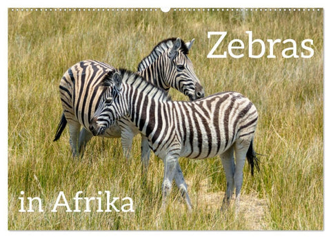 Zebras in Afrika (Wandkalender 2026 DIN A2 quer), CALVENDO Monatskalender