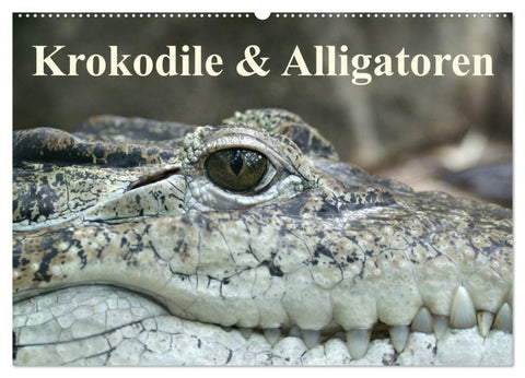 Krokodile & Alligatoren (Wandkalender 2027 DIN A2 quer), CALVENDO Monatskalender