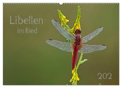 Libellen im Ried (Wandkalender 2027 DIN A2 quer), CALVENDO Monatskalender