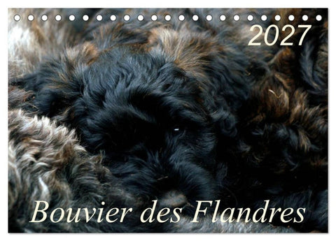 Bouvier des Flandres (Tischkalender 2027 DIN A5 quer), CALVENDO Monatskalender
