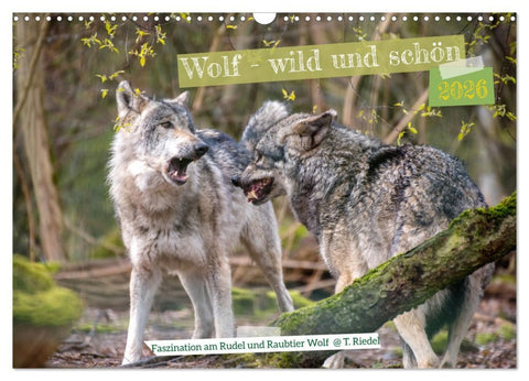 Wolf - wild und schön (Wandkalender 2026 DIN A3 quer), CALVENDO Monatskalender