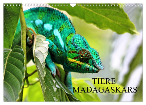 Tiere Madagaskars (Wandkalender 2026 DIN A3 quer), CALVENDO Monatskalender