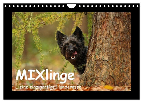 MIXlinge (Wandkalender 2027 DIN A4 quer), CALVENDO Monatskalender