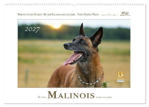 Mit dem Malinois durch das Jahr (Wandkalender 2027 DIN A2 quer), CALVENDO Monatskalender
