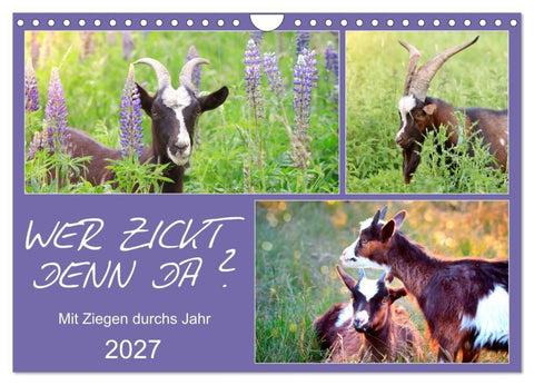 Wer zickt denn da? Mit Ziegen durchs Jahr (Wandkalender 2027 DIN A4 quer), CALVENDO Monatskalender