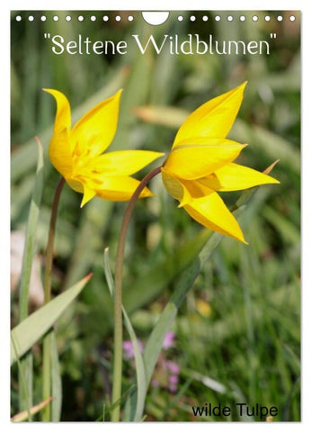 Seltene Wildblumen (Wandkalender 2026 DIN A4 hoch), CALVENDO Monatskalender
