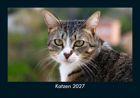 Katzen 2027 Fotokalender DIN A5