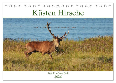 Küsten Hirsche - Rotwild auf dem Darß (Tischkalender 2026 DIN A5 quer), CALVENDO Monatskalender