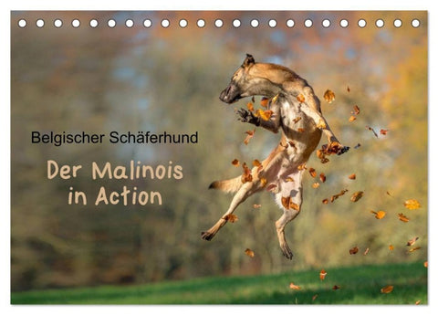 Belgischer Schäferhund - Der Malinois in Action (Tischkalender 2027 DIN A5 quer), CALVENDO Monatskalender