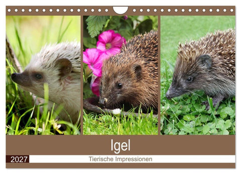 Igel 2027. Tierische Impressionen (Wandkalender 2027 DIN A4 quer), CALVENDO Monatskalender