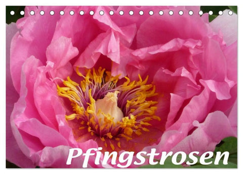 Pfingstrosen (Tischkalender 2027 DIN A5 quer), CALVENDO Monatskalender