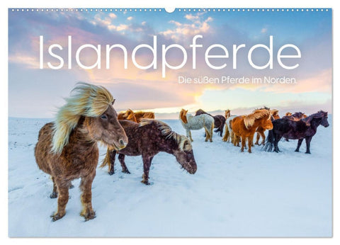 Islandpferde - Die süßen Pferde im Norden. (Wandkalender 2026 DIN A2 quer), CALVENDO Monatskalender
