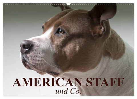 American Staff und Co. (Wandkalender 2026 DIN A2 quer), CALVENDO Monatskalender