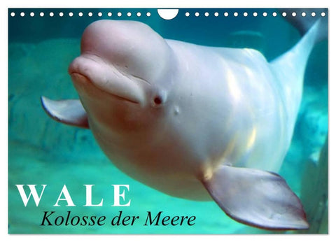 Wale - Kolosse der Meere (Wandkalender 2026 DIN A4 quer), CALVENDO Monatskalender