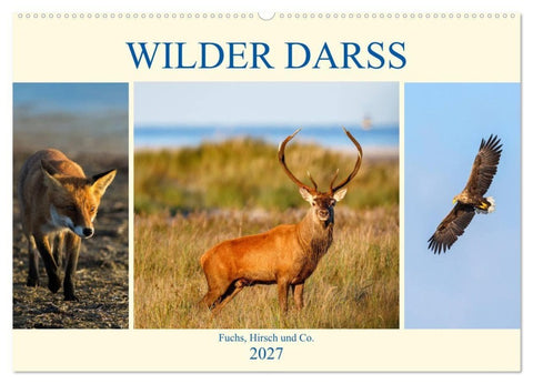 Wilder Darß - Fuchs, Hirsch und Co. 2027 (Wandkalender 2027 DIN A2 quer), CALVENDO Monatskalender