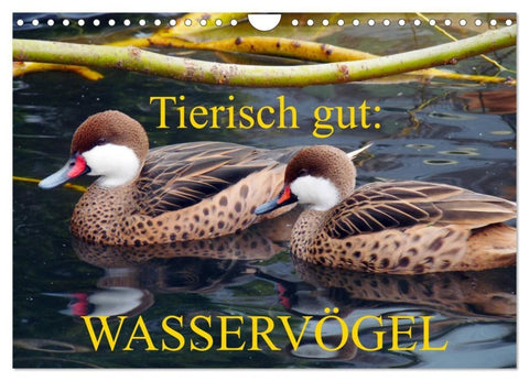 Tierisch gut: Wasservögel (Wandkalender 2027 DIN A4 quer), CALVENDO Monatskalender