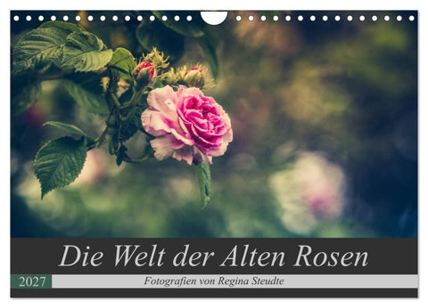 Die Welt der Alten Rosen (Wandkalender 2027 DIN A4 quer), CALVENDO Monatskalender