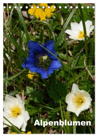 Alpenblumen (Tischkalender 2027 DIN A5 hoch), CALVENDO Monatskalender