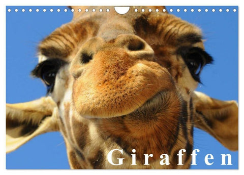 Giraffen / Geburtstagskalender (Wandkalender 2027 DIN A4 quer), CALVENDO Monatskalender