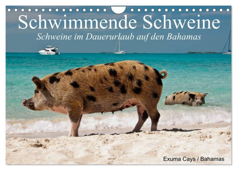 Schwimmende Schweine (Wandkalender 2026 DIN A4 quer), CALVENDO Monatskalender