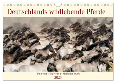 Deutschlands wildlebende Pferde (Wandkalender 2026 DIN A4 quer), CALVENDO Monatskalender
