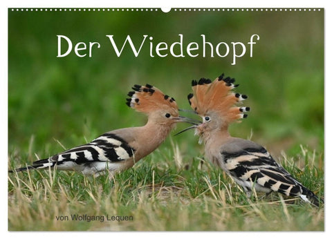 Der Wiedehopf (Wandkalender 2027 DIN A2 quer), CALVENDO Monatskalender