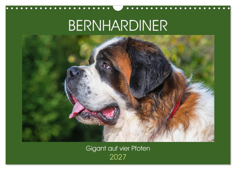 Bernhardiner - Gigant auf vier Pfoten (Wandkalender 2027 DIN A3 quer), CALVENDO Monatskalender