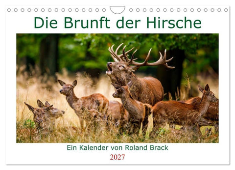 Die Brunft der Hirsche (Wandkalender 2027 DIN A4 quer), CALVENDO Monatskalender