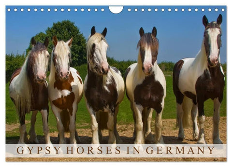 Gypsy Horses (Wandkalender 2027 DIN A4 quer), CALVENDO Monatskalender