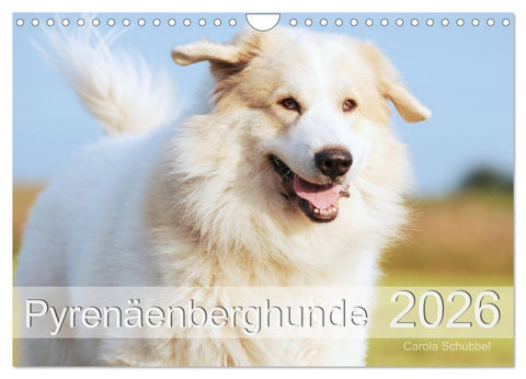 Pyrenäenberghunde (Wandkalender 2026 DIN A4 quer), CALVENDO Monatskalender