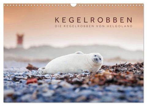 Kegelrobben - Die Kegelrobben von Helgoland (Wandkalender 2027 DIN A3 quer), CALVENDO Monatskalender