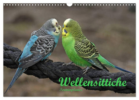 Terminplaner Wellensittiche (Wandkalender 2027 DIN A3 quer), CALVENDO Monatskalender