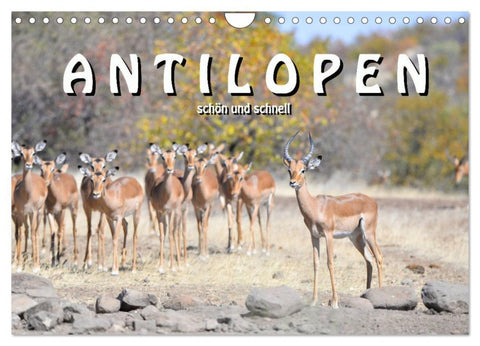 Antilopen, schön und schnell (Wandkalender 2026 DIN A4 quer), CALVENDO Monatskalender