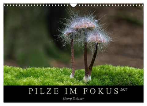 PILZE IM FOKUS 2027 (Wandkalender 2027 DIN A3 quer), CALVENDO Monatskalender