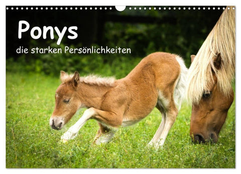 Ponys, die starken Persönlichkeiten (Wandkalender 2027 DIN A3 quer), CALVENDO Monatskalender