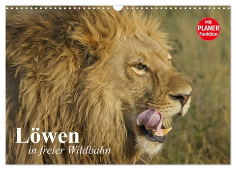 Löwen in freier Wildbahn (Wandkalender 2026 DIN A3 quer), CALVENDO Monatskalender