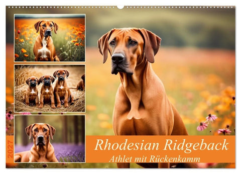 Rhodesian Ridgeback - Athlet mit Rückenkamm (Wandkalender 2027 DIN A2 quer), CALVENDO Monatskalender